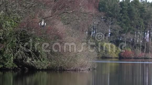 格雷海伦阿尔迪亚西涅雷涉水鸟栖息在一棵树上在苏格兰的一个湖泊旁梳洗打扮视频的预览图