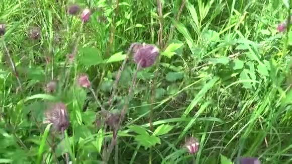 在沼泽和潮湿的草地上生长着水仇紫仇全景运动相机视频的预览图