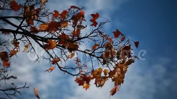 秋天树枝上的黄色枫叶视频的预览图