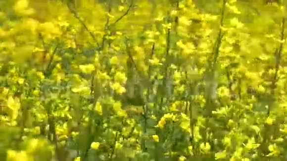 油菜花黄色的田野甘蓝型油菜油菜油菜油菜视频的预览图