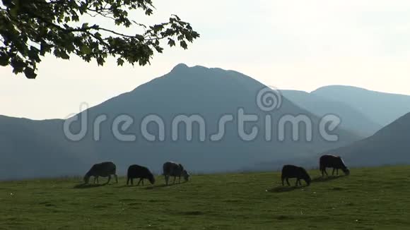 英格兰湖区山地前景色中的绵羊视频的预览图