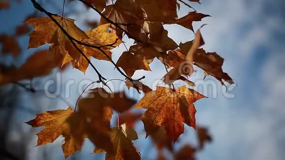 秋天树枝上的黄色枫叶视频的预览图