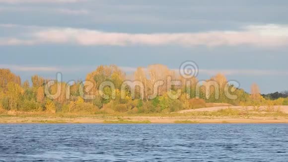 秋天的风景黄叶树在河边的风中摇曳视频的预览图
