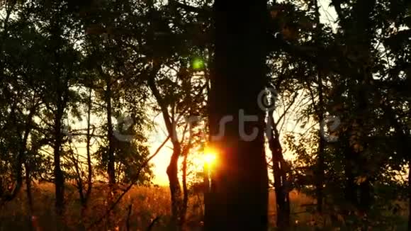 日落时的森林树木阳光穿过树枝自然背景视频的预览图