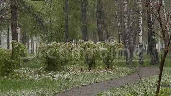 异常天气公园里下着雪春天雪上了一棵绿树慢动作视频的预览图