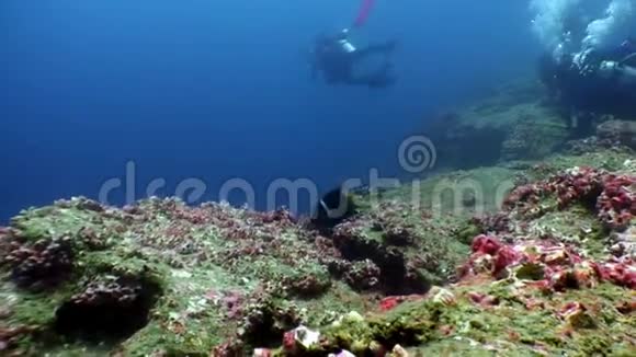 潜水员在加拉帕戈斯的海洋水下泻湖的背景下视频的预览图