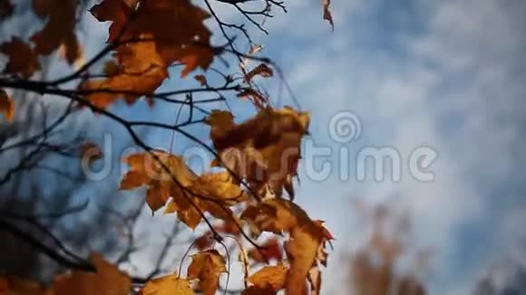 秋天树枝上的黄色枫叶视频视频的预览图