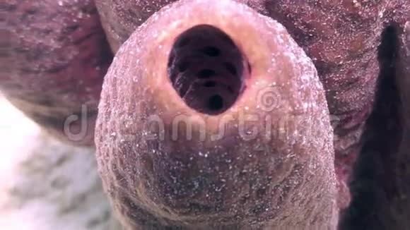 大猩猩珊瑚上的三只粉红俾格米海马视频的预览图