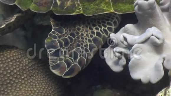 菲律宾海洋水下珊瑚背景下海龟的蜕皮视频的预览图