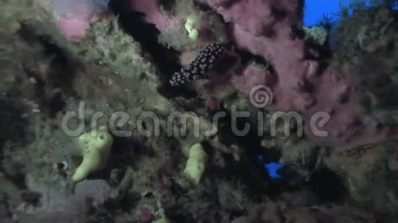 菲律宾野生动物海洋中红色珊瑚上的鱼视频的预览图