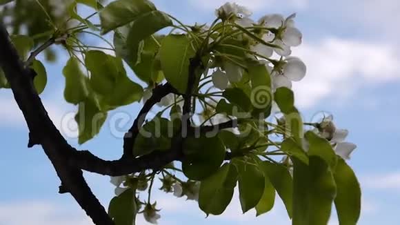 白色苹果花的足迹用春天柔和的微风移枝拉近蓝天的背景静态摄像机视频的预览图