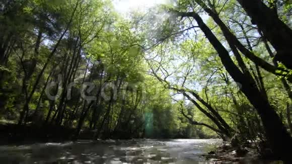 丛林与溪流时间推移视频的预览图
