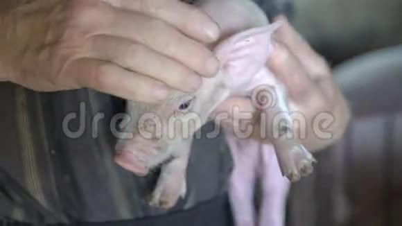 老人把一头猪抱在下巴下面用4K轻抚它的头视频的预览图