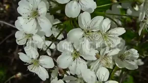 樱花树天樱花树枝近在风中绽放视频的预览图