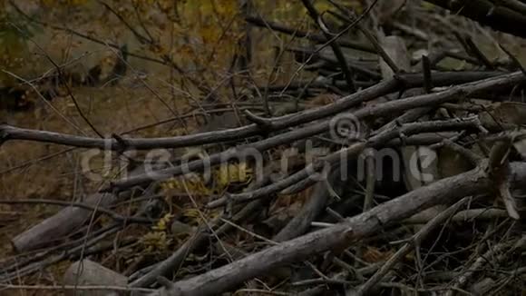 一堆木头砍树关闭库存录像视频的预览图
