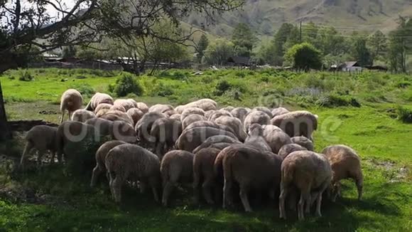 山区的羊群群斯洛伐克的塔特拉山视频的预览图