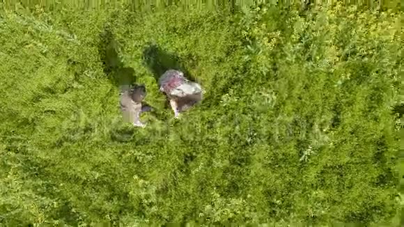 快乐的年轻夫妇躺在油菜地上视频的预览图