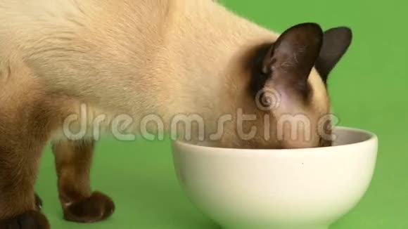 暹罗猫从食物盘中吃近距离拍摄视频的预览图