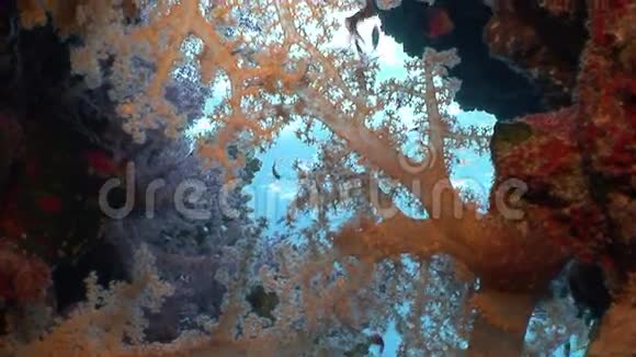明亮的软珊瑚在干净的清澈的海水中在红海视频的预览图