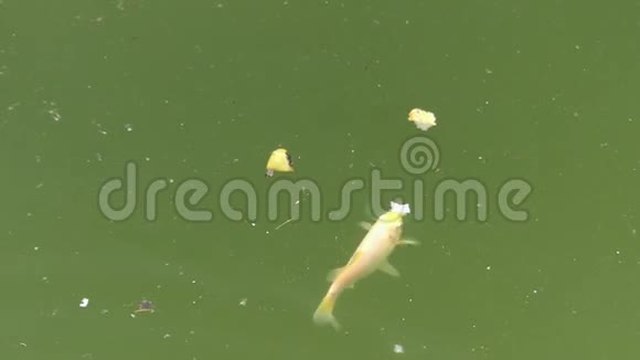 装饰金鱼在池塘里捉面包片视频的预览图