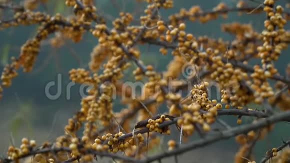 沙棘沙棘灌木成熟的沙棘浆果特写镜头视频的预览图