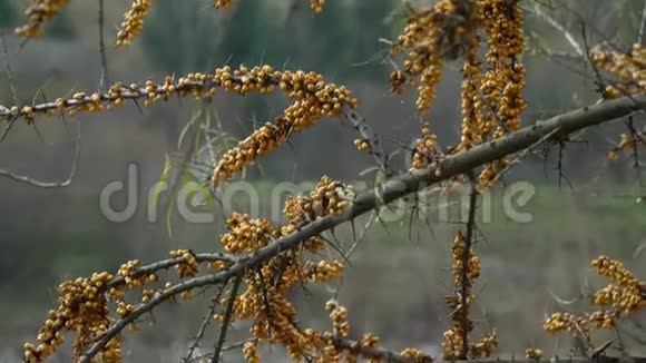 沙棘沙棘灌木成熟的沙棘浆果特写镜头视频的预览图