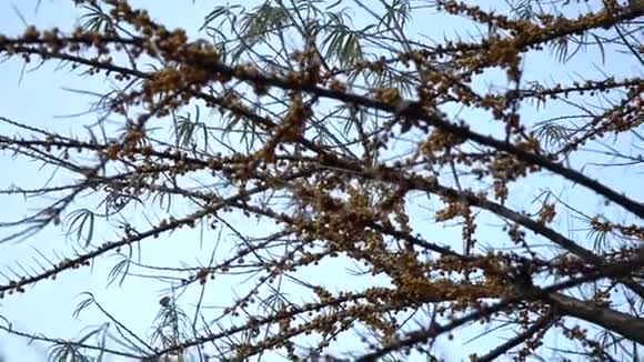 沙棘沙棘灌木成熟的沙棘浆果特写镜头视频的预览图