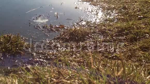 水下和水面以上的草水中的反射线和树木扫描洪水水流视频的预览图