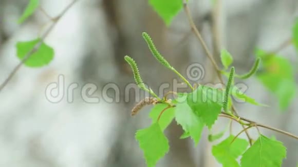 桦树枝和柳絮视频的预览图