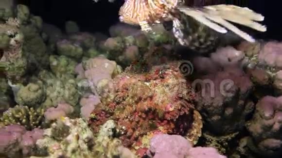 埃及海洋深海沙底红珊瑚中的蝎子鱼视频的预览图