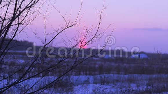 夕阳西下冬日森林之夜草地摇曳风夕阳背景下田野积雪视频的预览图