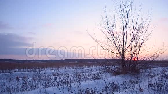 冬天的树映在蓝天上冬天的森林之夜草地摇曳着风夕阳背景下的田野里的雪视频的预览图