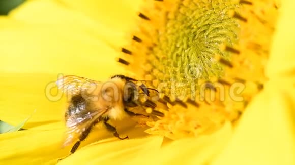 在美丽的夏日午后蜜蜂在向日葵上觅食视频的预览图