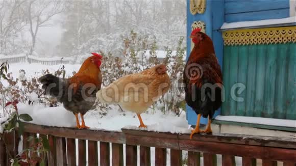 鸡坐在篱笆上寒冷的冬日视频的预览图