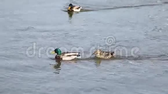 鸭子漂浮在河上视频的预览图