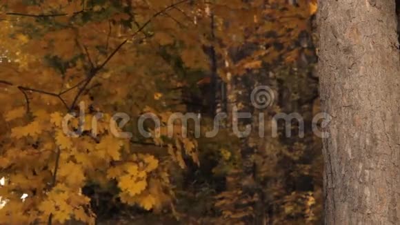 一个女孩从树林深处出来停在一棵树旁边迎着秋叶和日落她抱着一棵树视频的预览图