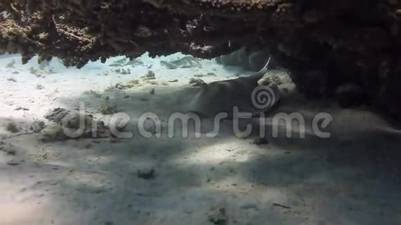 在红海深海珊瑚中发现黄貂鱼视频的预览图