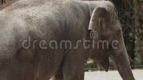 动物园里的大象走路视频的预览图