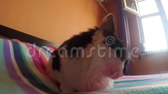 一只黑白两色的猫懒洋洋地打着哈欠休息视频的预览图