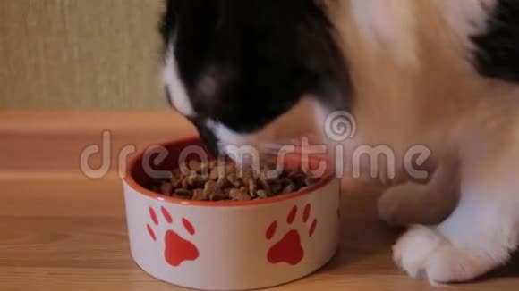 美丽的黑白猫在吃食物特写干粮视频的预览图
