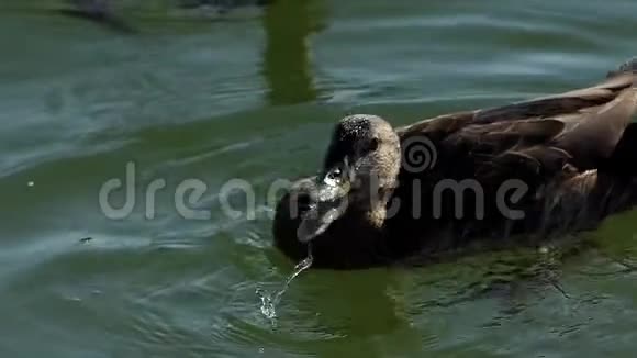 鸭子从湖中缓慢地喝水视频的预览图
