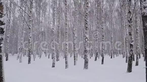 冬天白桦林下的雪视频的预览图