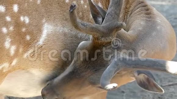夏天一只棕色的雄性鹿在动物园里慢慢地舔它的皮肤视频的预览图