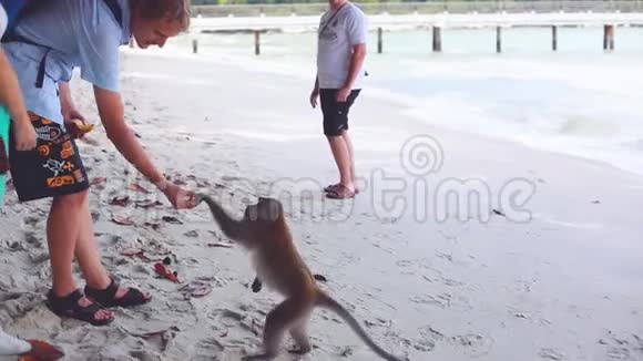 快乐的一对夫妇在马来西亚的猴子海滩喂猴子1920x1080视频的预览图