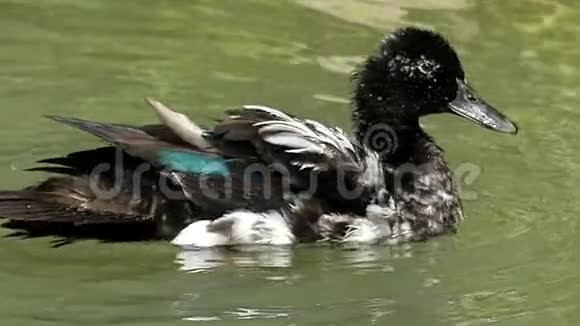 美丽的马拉德潜水并清理她的羽毛在一个湖在斯洛莫视频的预览图