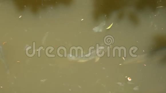 蒂拉帕鱼在水里游泳视频的预览图