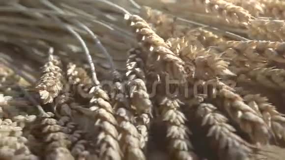 从小麦到面包的阶段视频的预览图