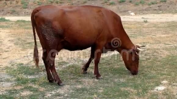 牛吃草侧观视频的预览图