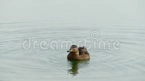 一只棕色的鸭子在斯洛文尼亚的湖里游泳和喝水视频的预览图
