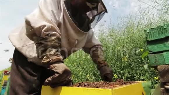 在蜂巢工作的养蜂人视频的预览图